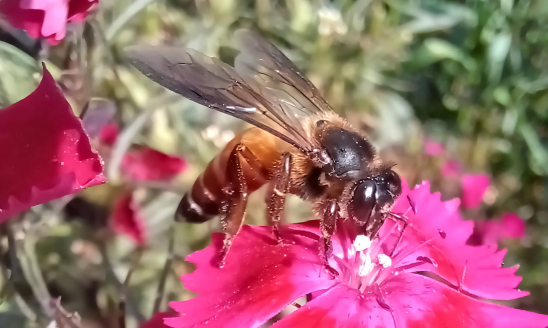 The tiny bee carries the weight of the world on its shoulders